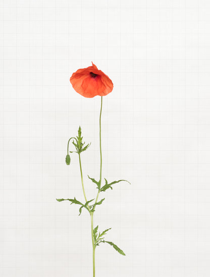 field poppy 6970