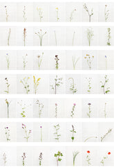 complete set of 49 photographs