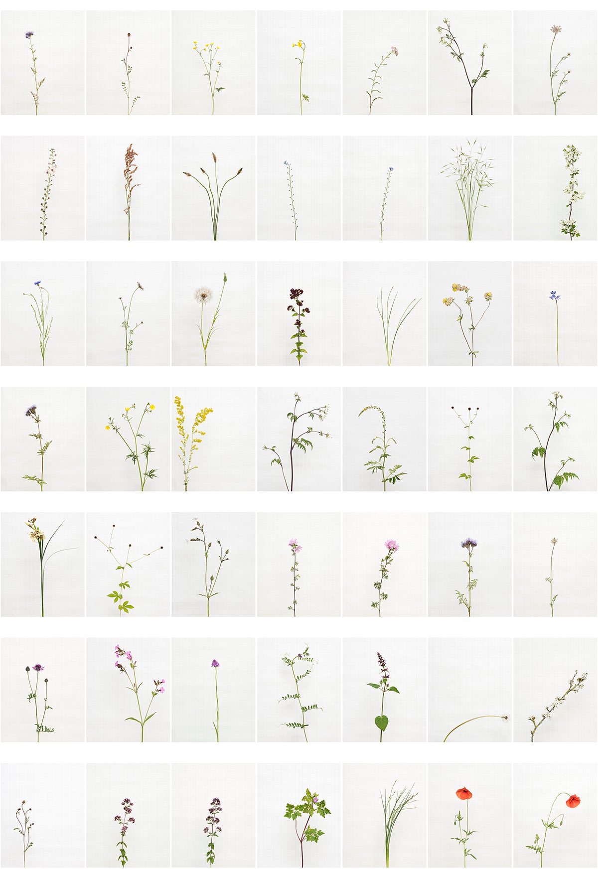 complete set of 49 photographs