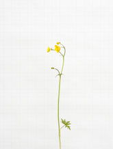 meadow buttercup 5958