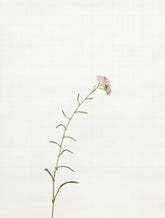 yarrow 9146