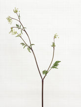 cow parsley 5572