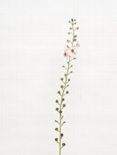 moth mullein 9115