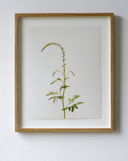 common agrimony 6936