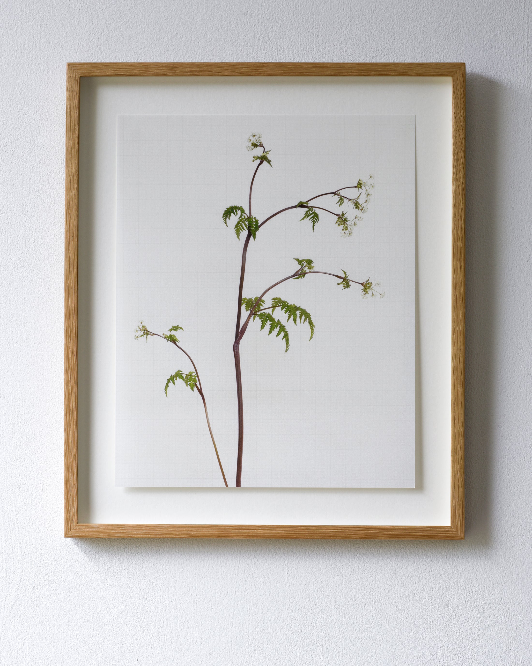 cow parsley 5655