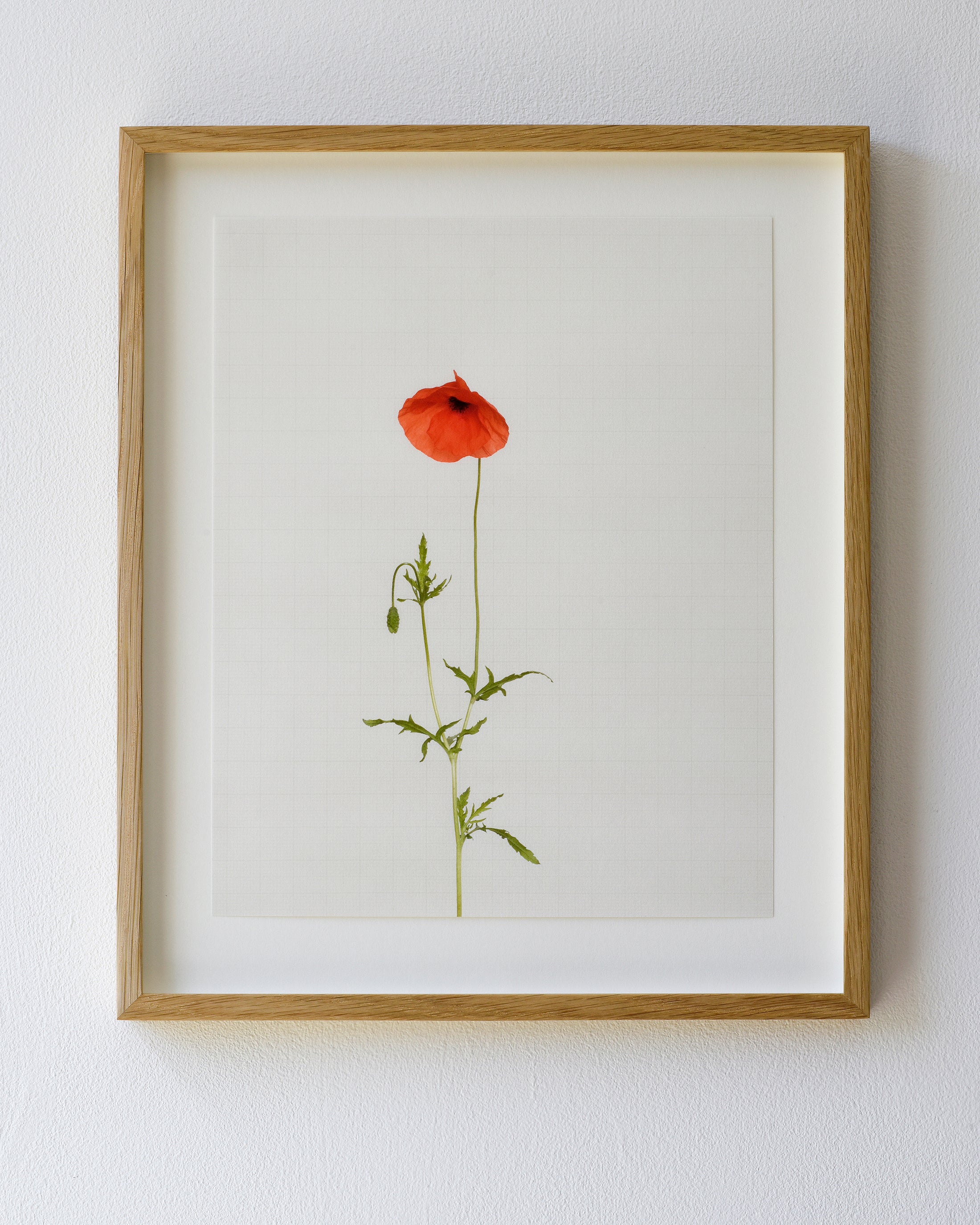 field poppy 6970