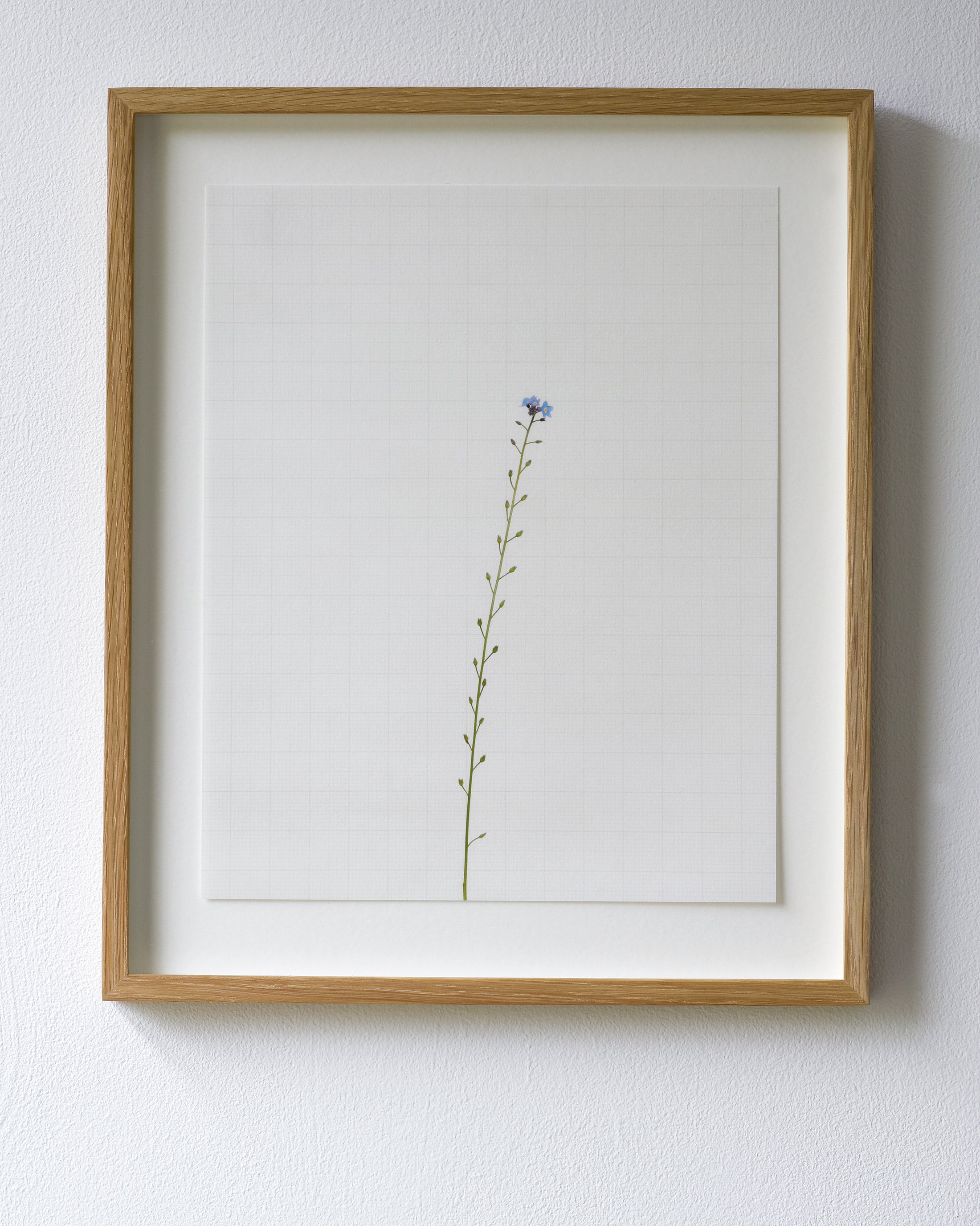 forget me not 6338