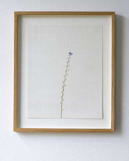 forget me not 6338