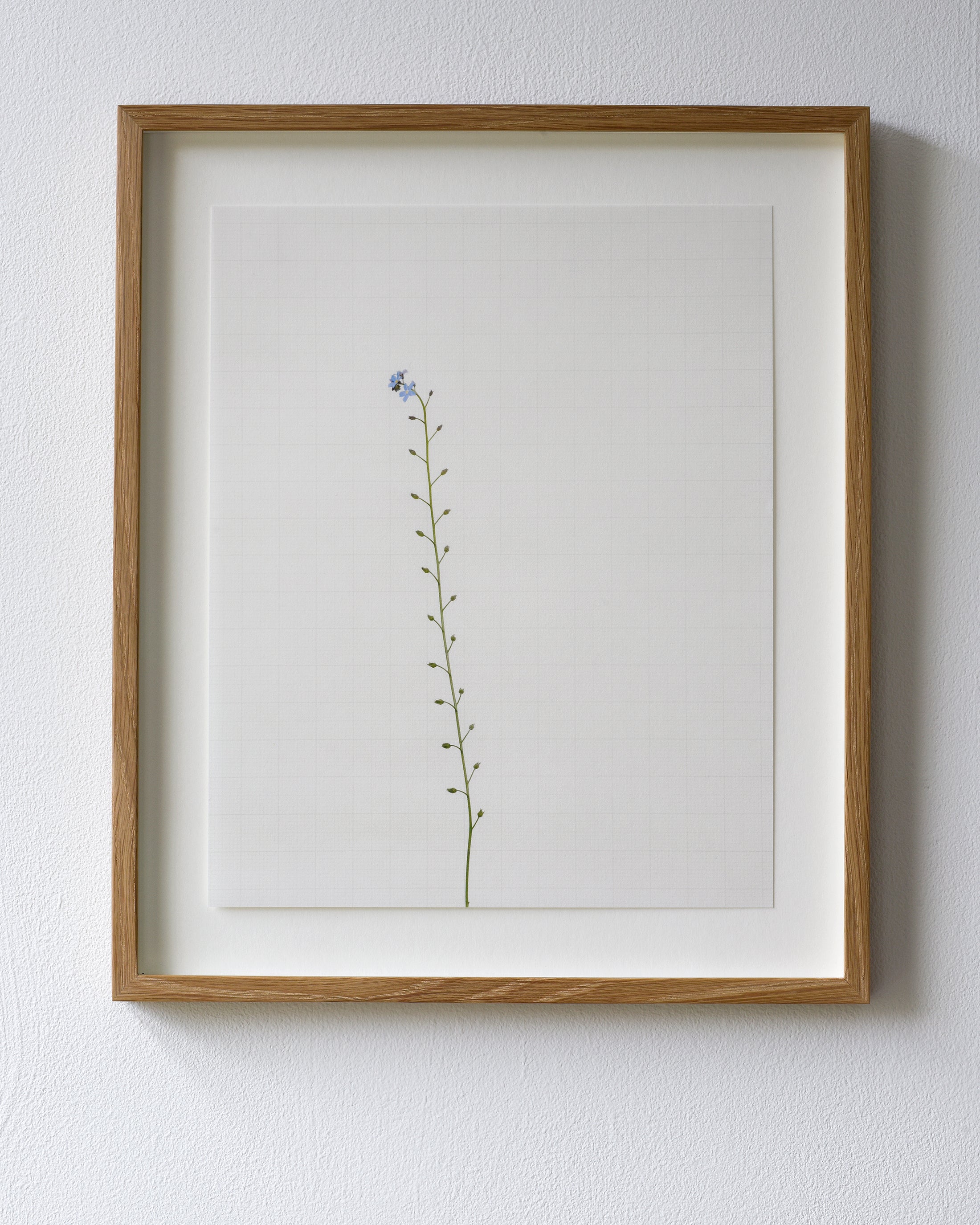 forget me not 6366