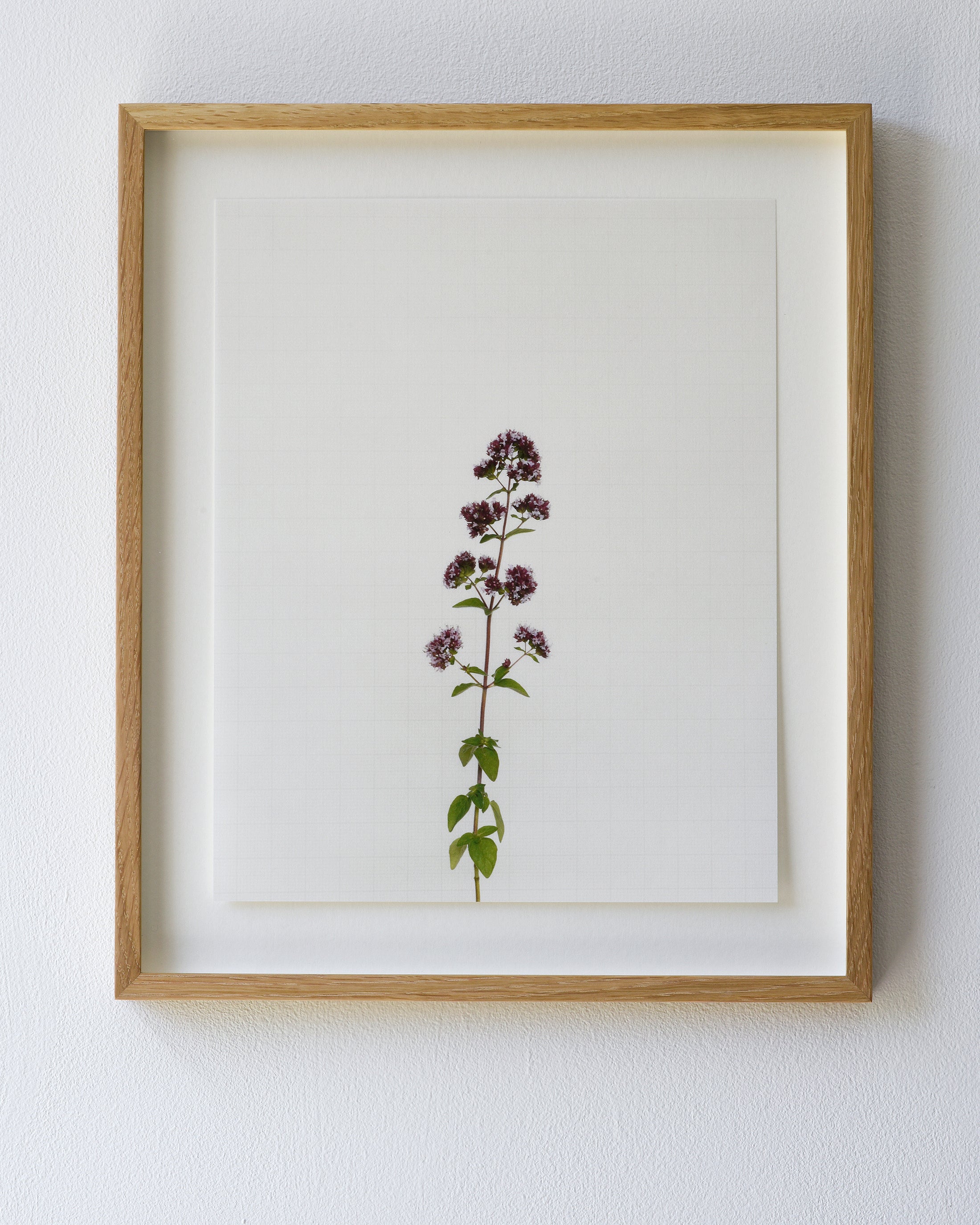 marjoram 8937