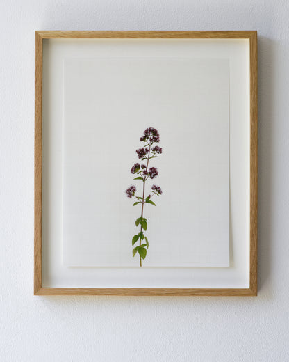 marjoram 8937