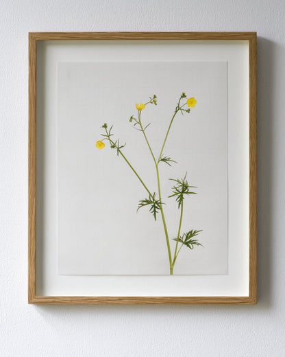 meadow buttercup 5908