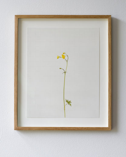 meadow buttercup 5958