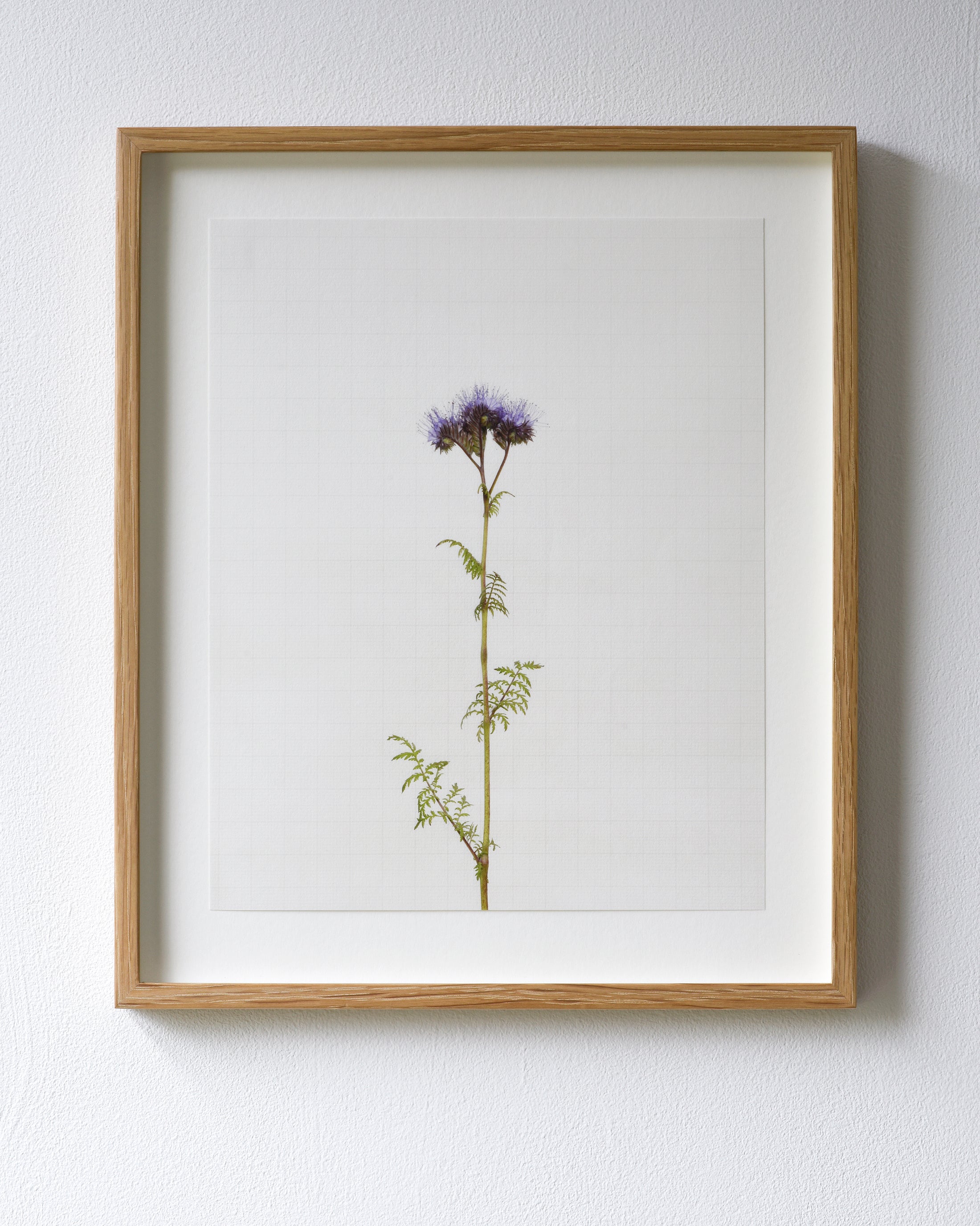 phacelia 7196