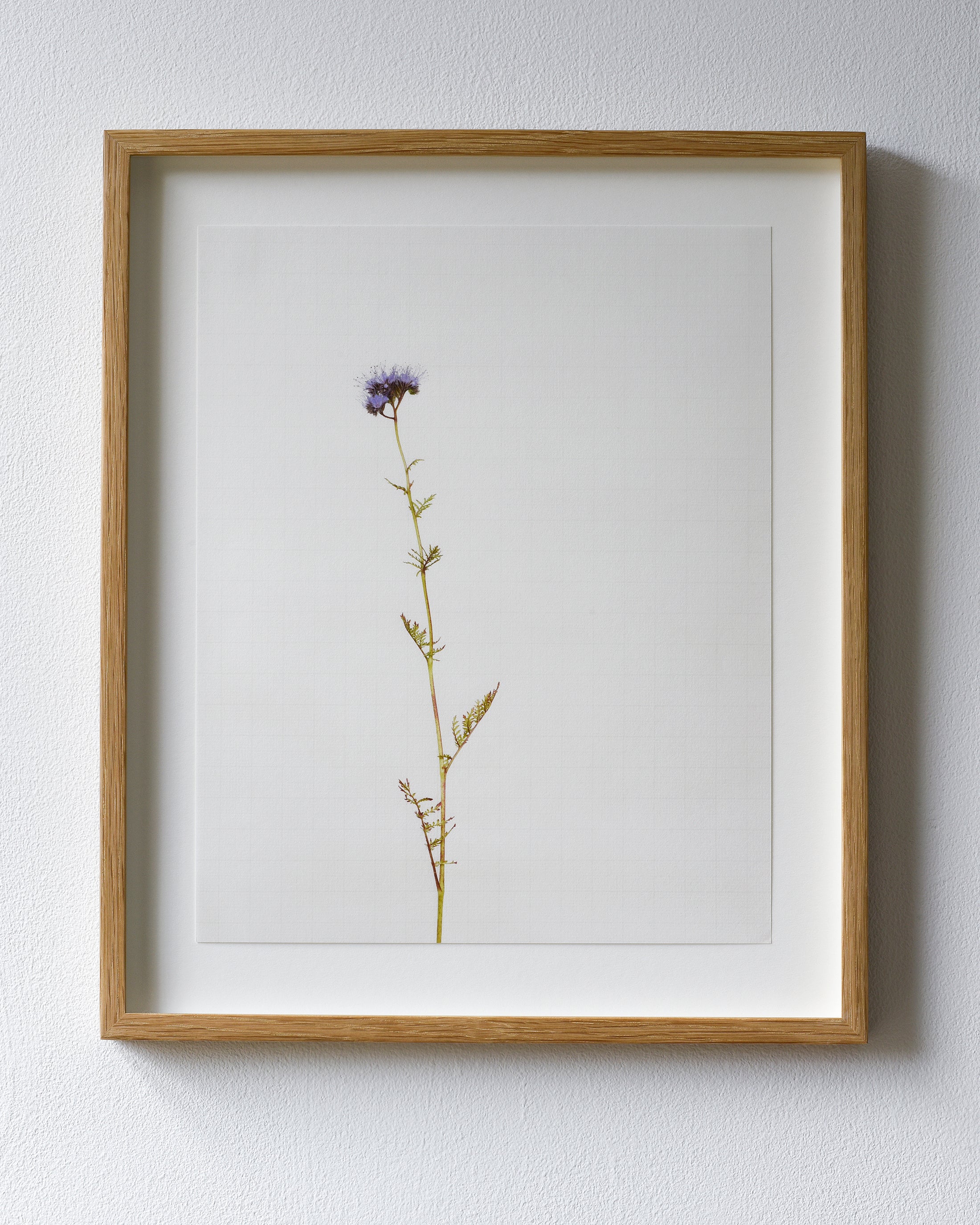 phacelia 7248