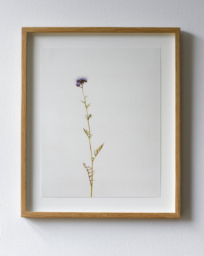 phacelia 7248