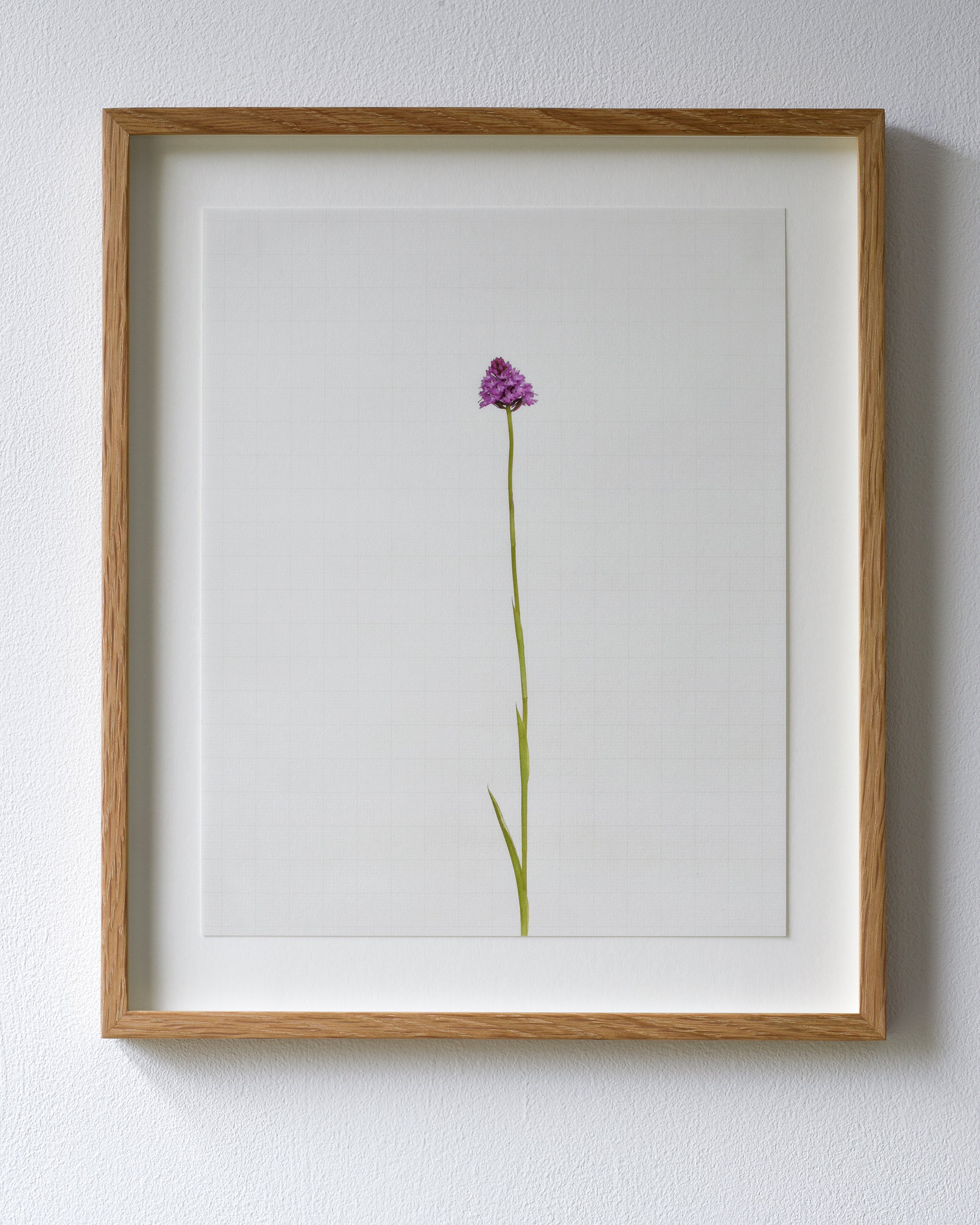 pyramidial orchid 7070