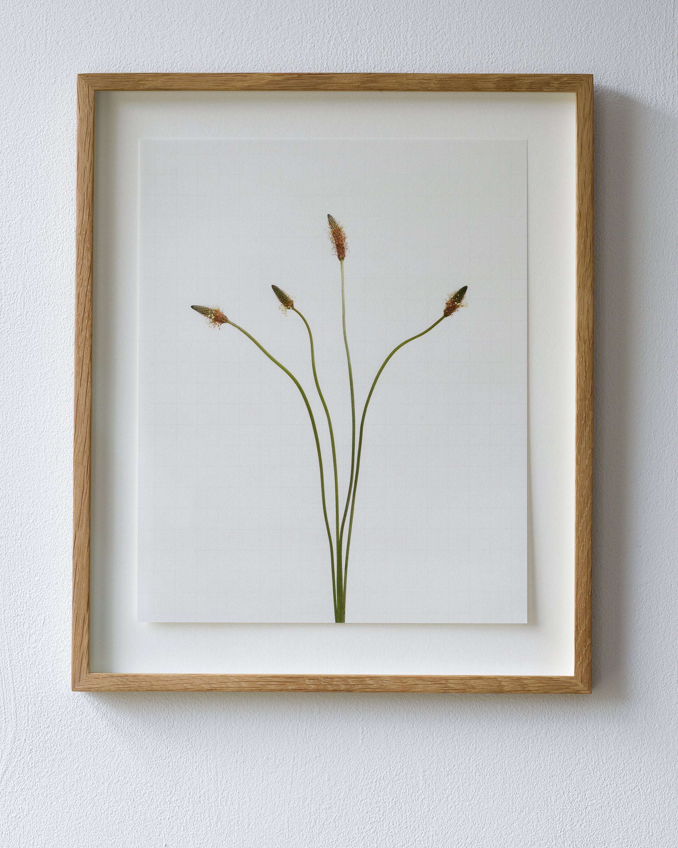 ribwort plantain 6793