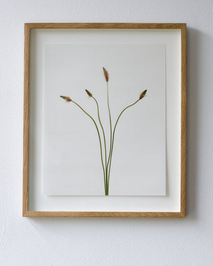 ribwort plantain 6793