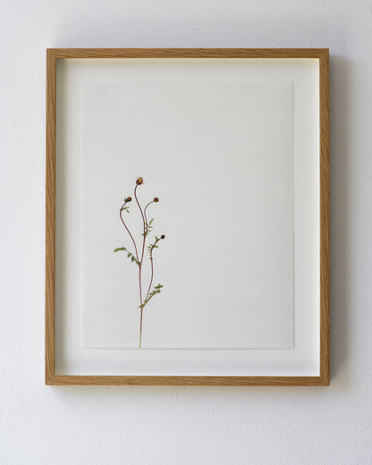 salad burnet 8709