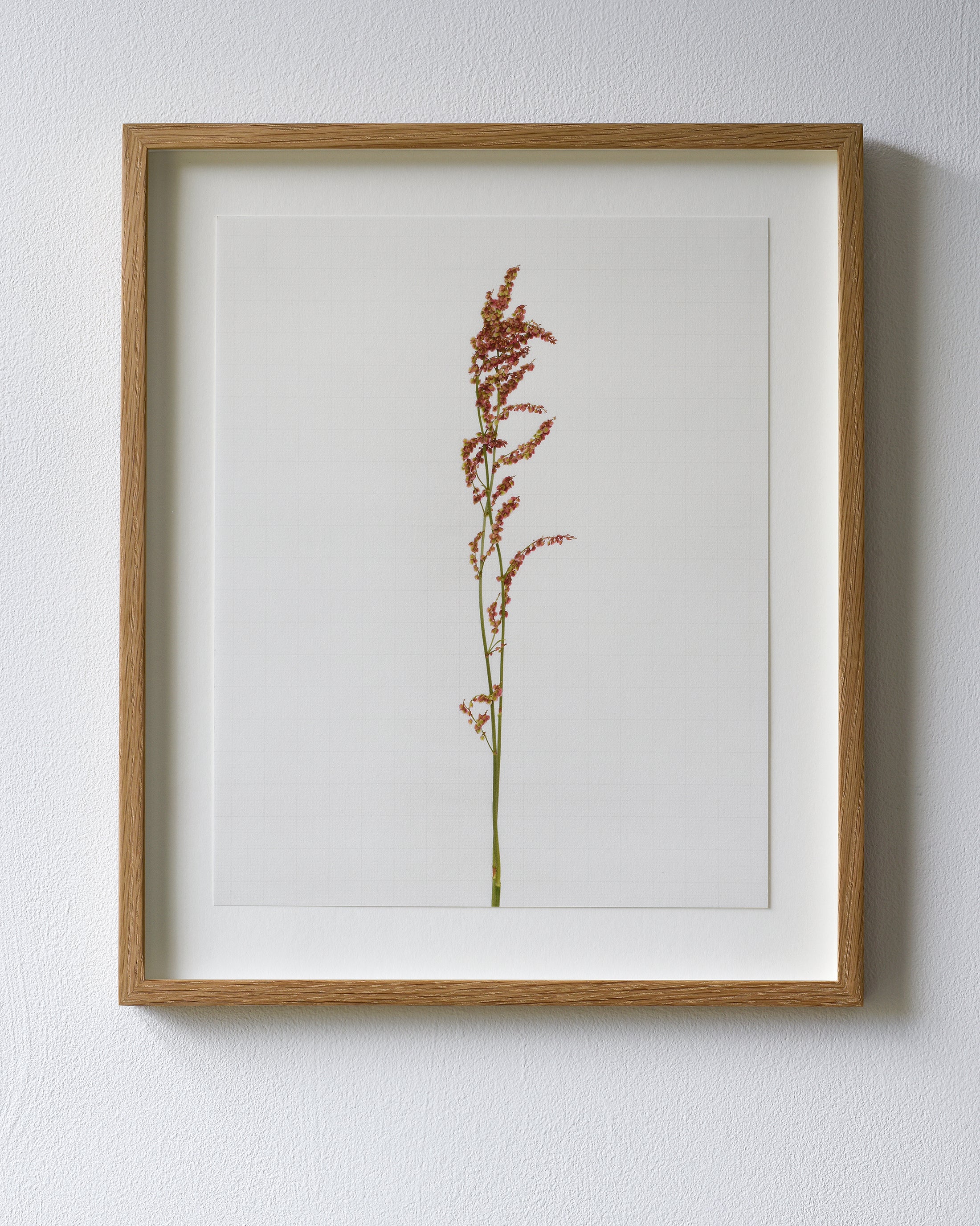 sheep sorrel 6683