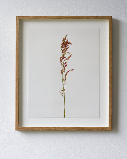 sheep sorrel 6683