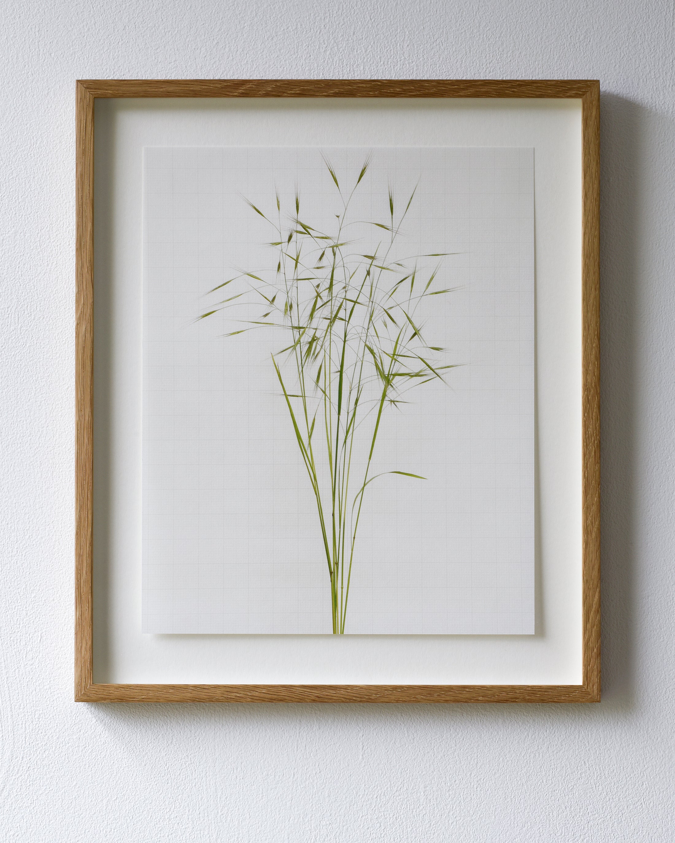 sterile brome 6477