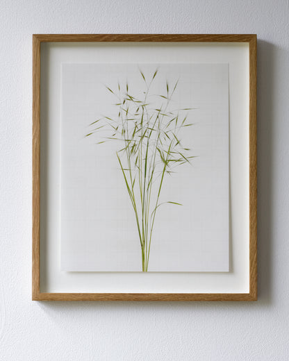 sterile brome 6477
