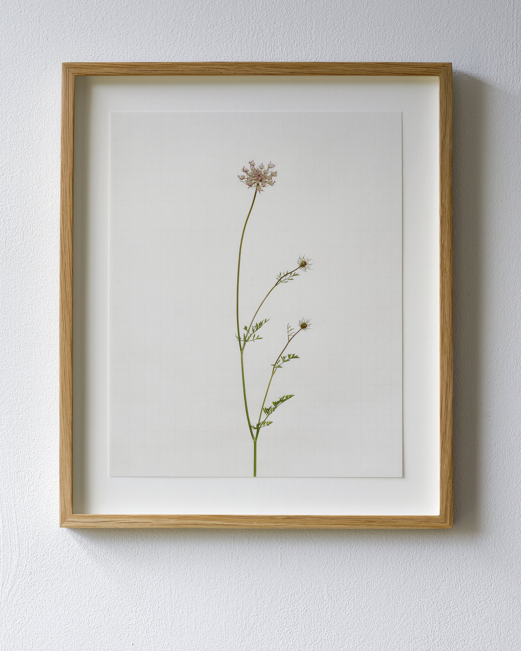 wild carrot 7280