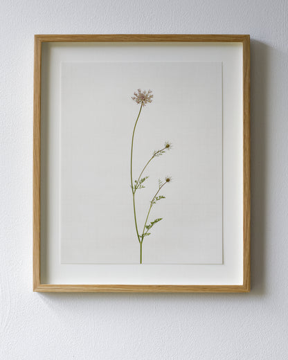 wild carrot 7280