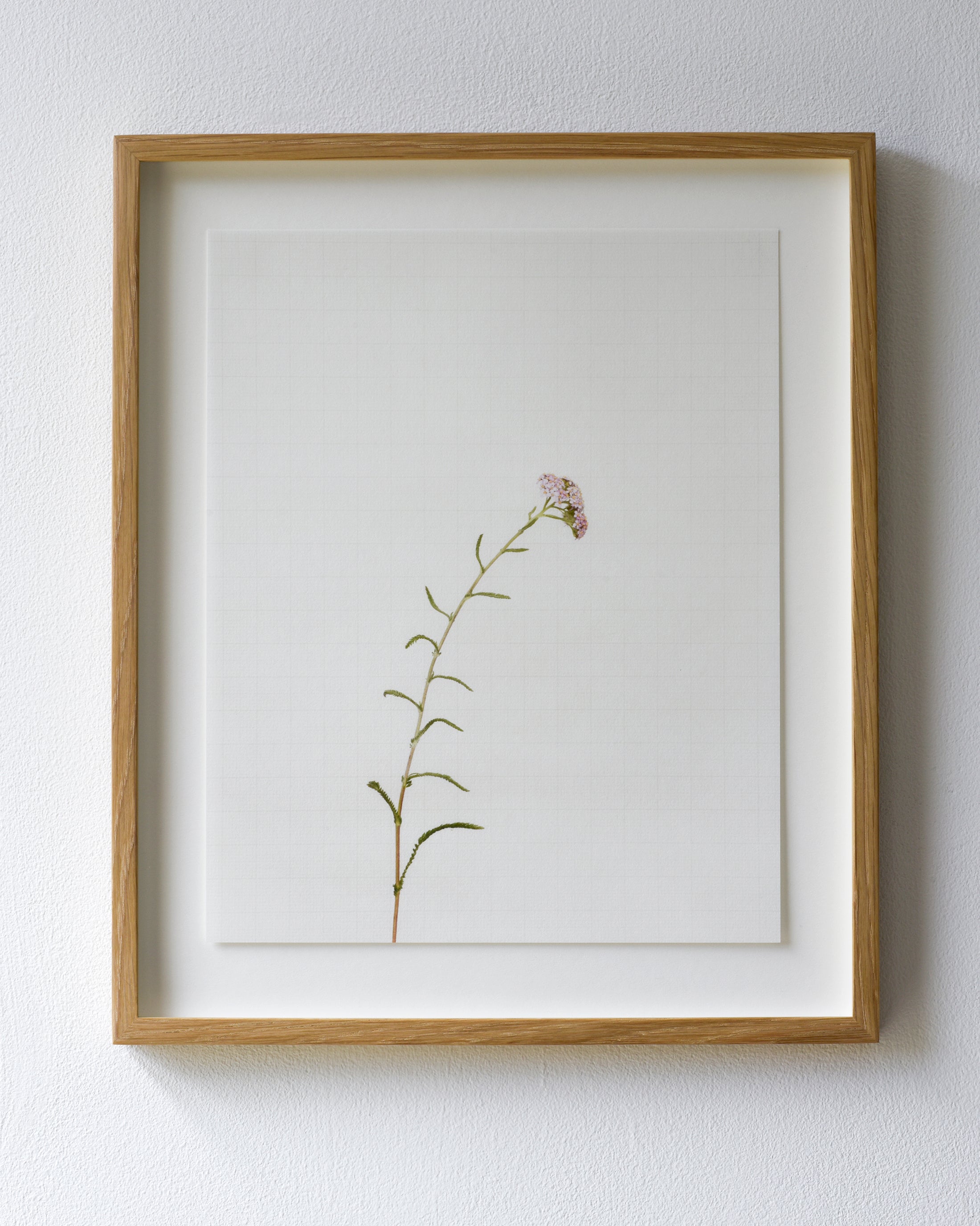 yarrow 9146